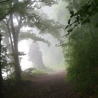 &quot;Il boschetto dei quattro alberi, di cui (forse) non sapevi l’esistenza&quot;