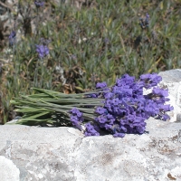 Ansia? Stress? La lavanda cura