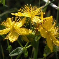 Iperico, l&#039;antidepressivo naturale