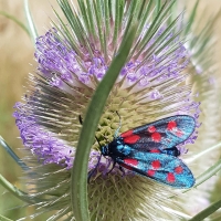 Cardo dei lanaioli, una pianta erbacea dalla storia millenaria