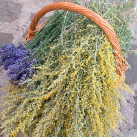 Calma e lasciar andare. Artemisia una regina dell’Equinozio d’autunno