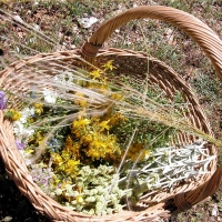 Il Lino delle Fate … tempo di decantar Bellezza