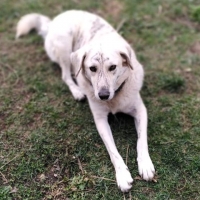 Ricordate il caso del cane Billy? Si preannuncia una battaglia legale