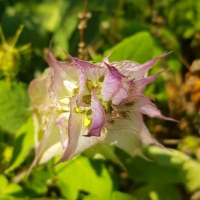 La Salvia, l&#039;erba sacra e magica