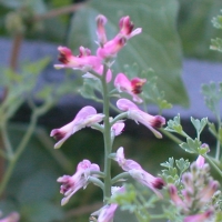 La selvatica Fumaria